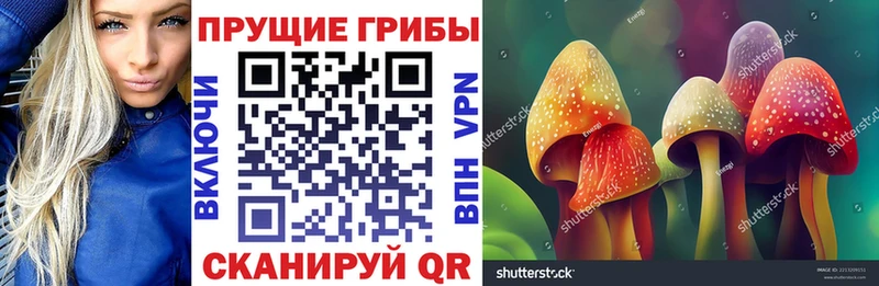 Галлюциногенные грибы Psilocybine cubensis  как найти   Боготол 